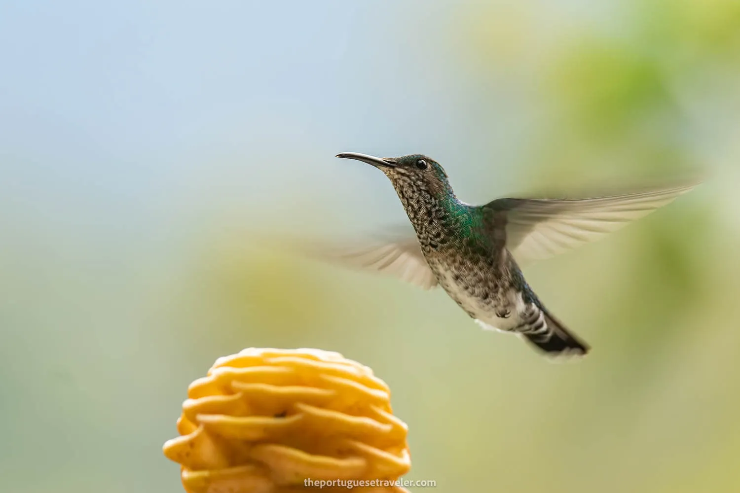 A Female White Necked Jacobin Hummingbird on the Birdwatching Tour in Mindo