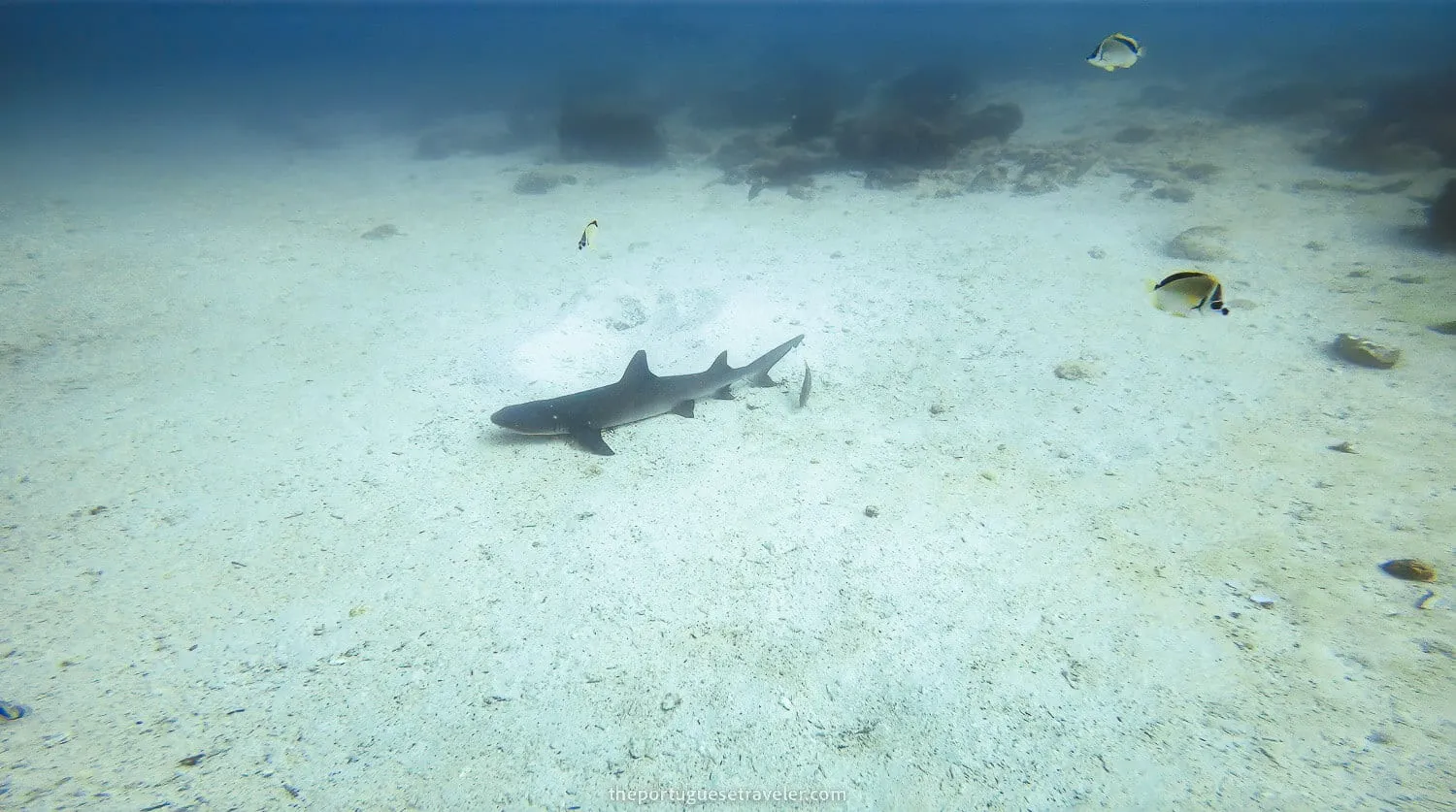 A white tip reef shark parking lot in North Seymour island