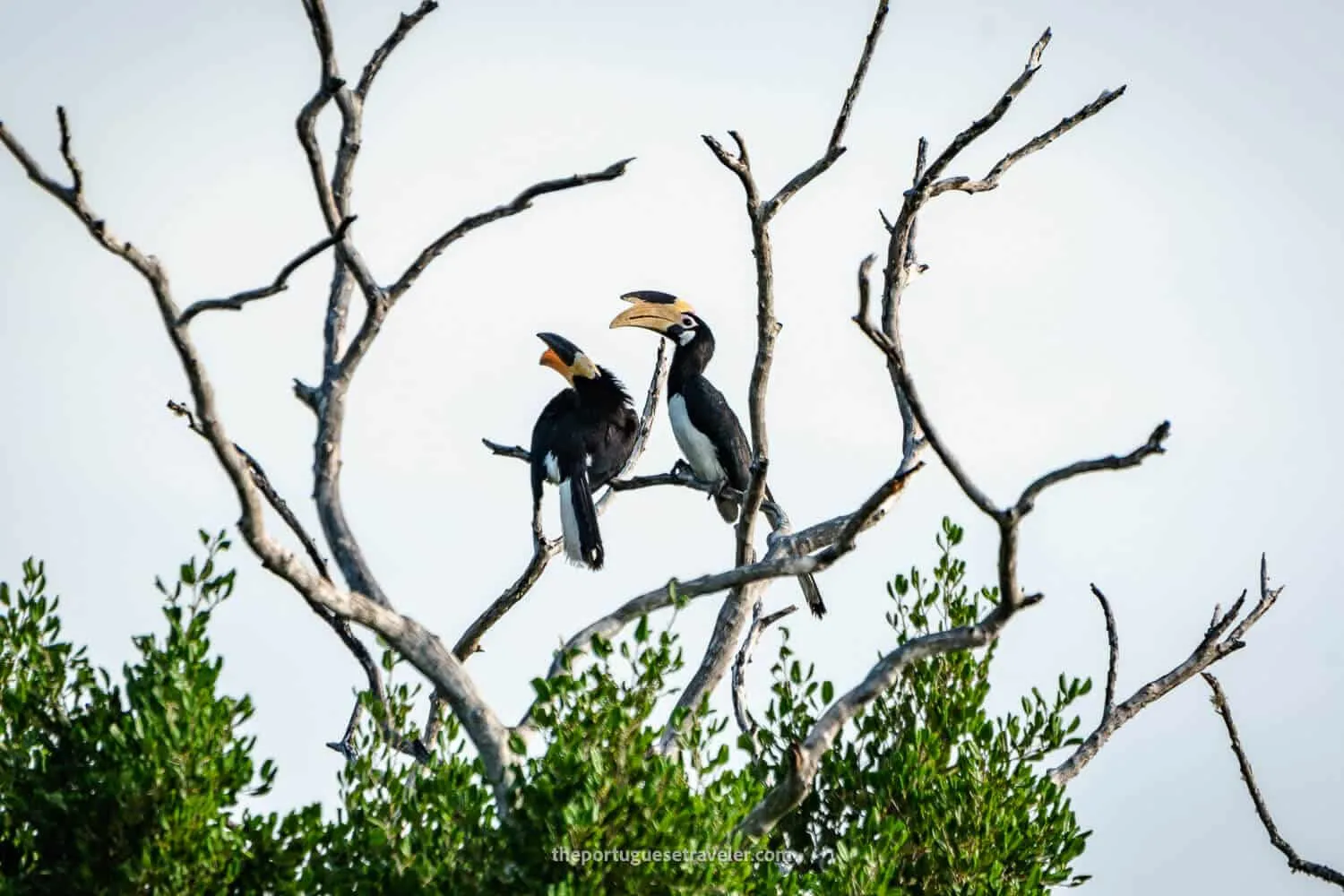 Two Malabar Pied Horbills at the Yala National Park in Sri Lanka