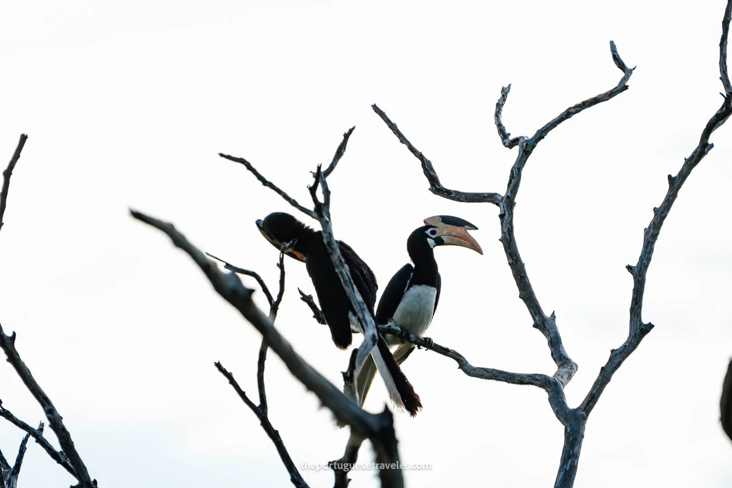 Two Malabar Pied Hornbills, at the Yala National Park