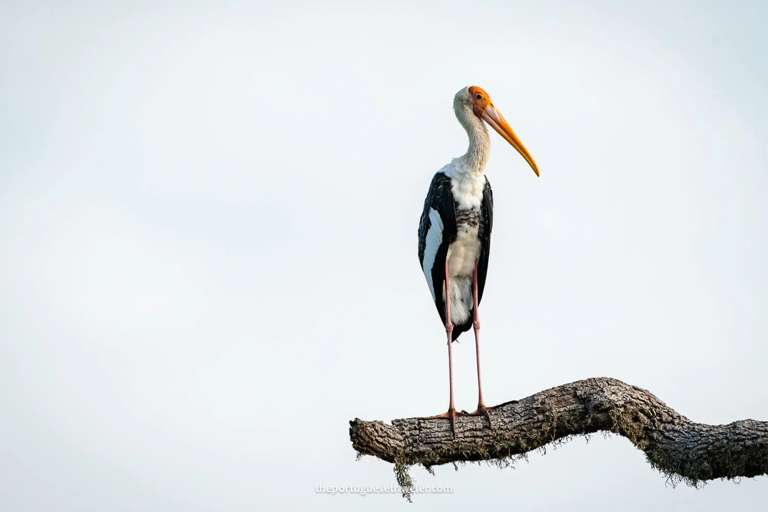 A Painted Stork at the Yala National Park