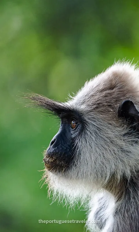 Yala National Park: Jungle Safaris, Ancient Temples (2026 Guide)