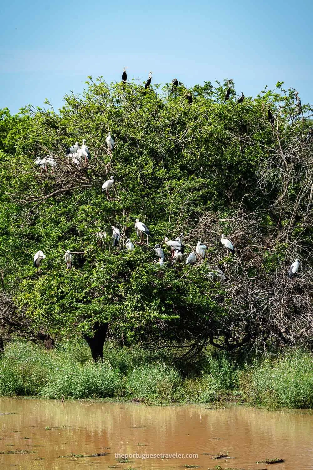 The Tree full with Asian Openbills and Darters