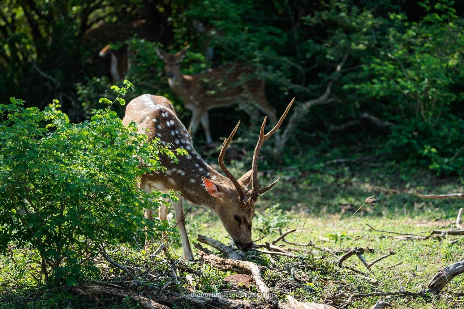 A spotted deer in Sri Lanka, at the Yala National Park