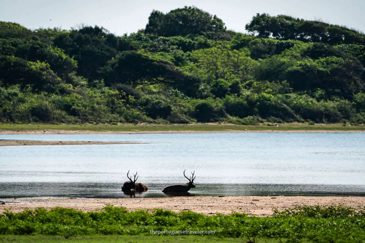 Two deers in a pond in Yala National Park