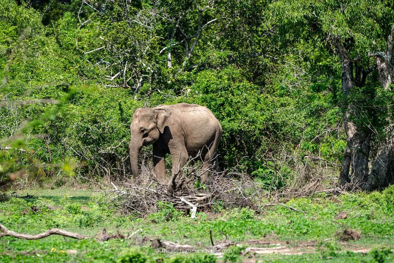 A juvenile elephant in Sri Lanka, at the Yala National Park