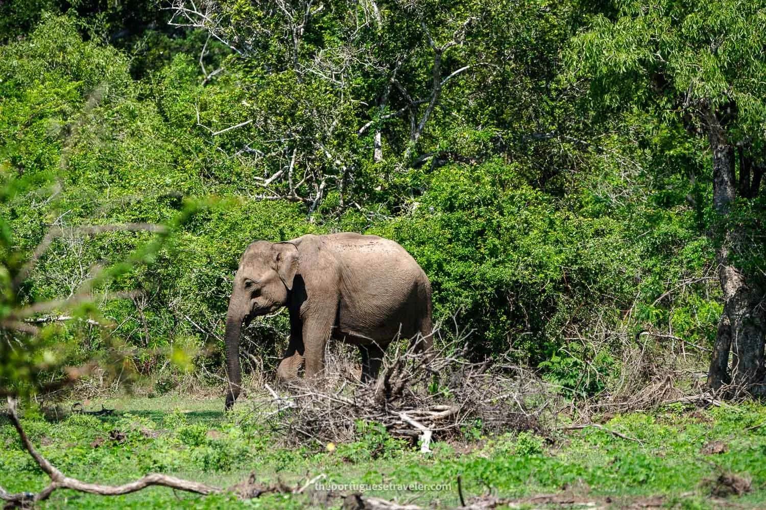 A Sri Lankan elephant in Yala National Park