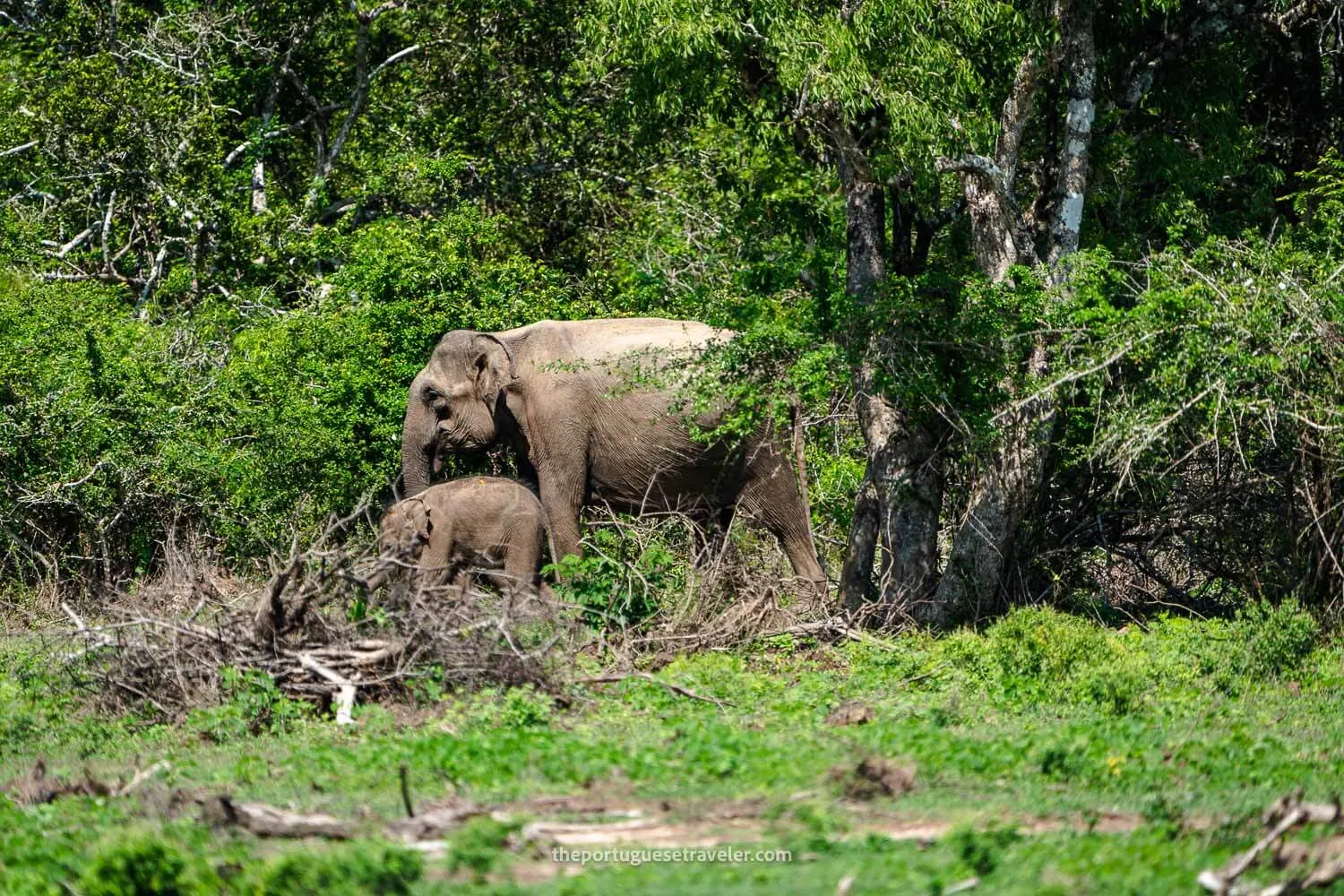 A mother elephant and her calf in Yala National Park