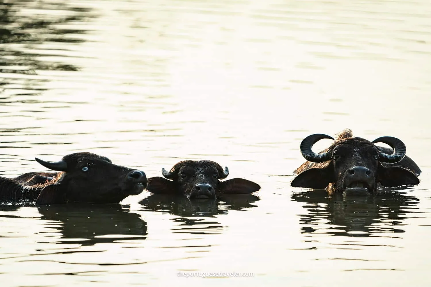 Water Buffalos in a pond, at the Yala National Park