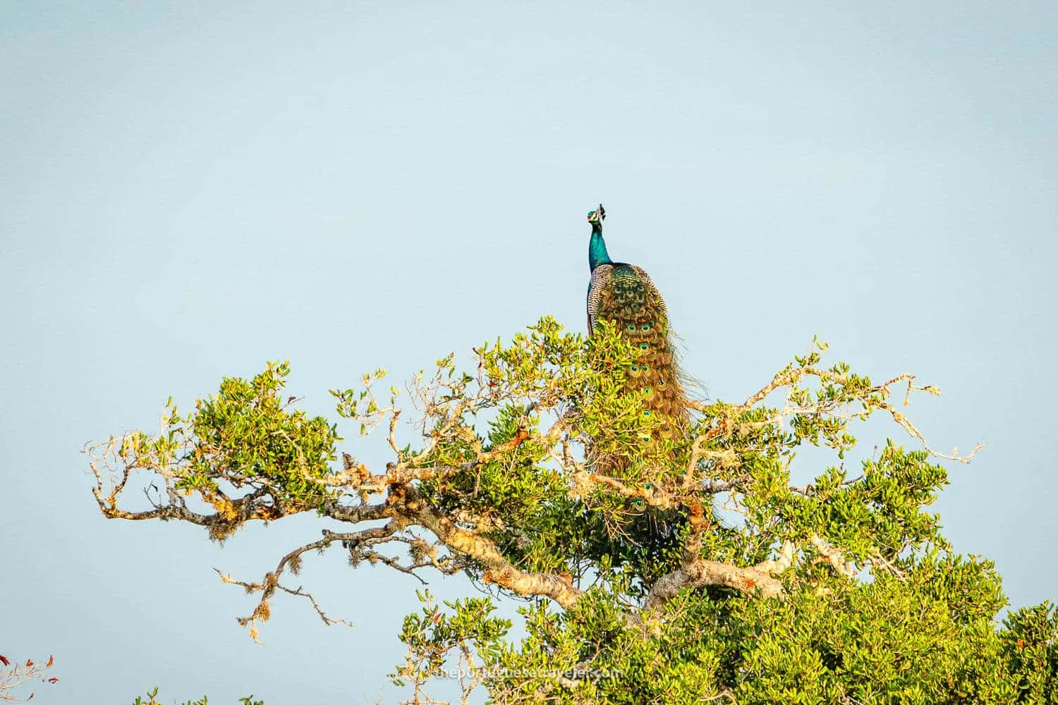 A peacock at the Yala National Park