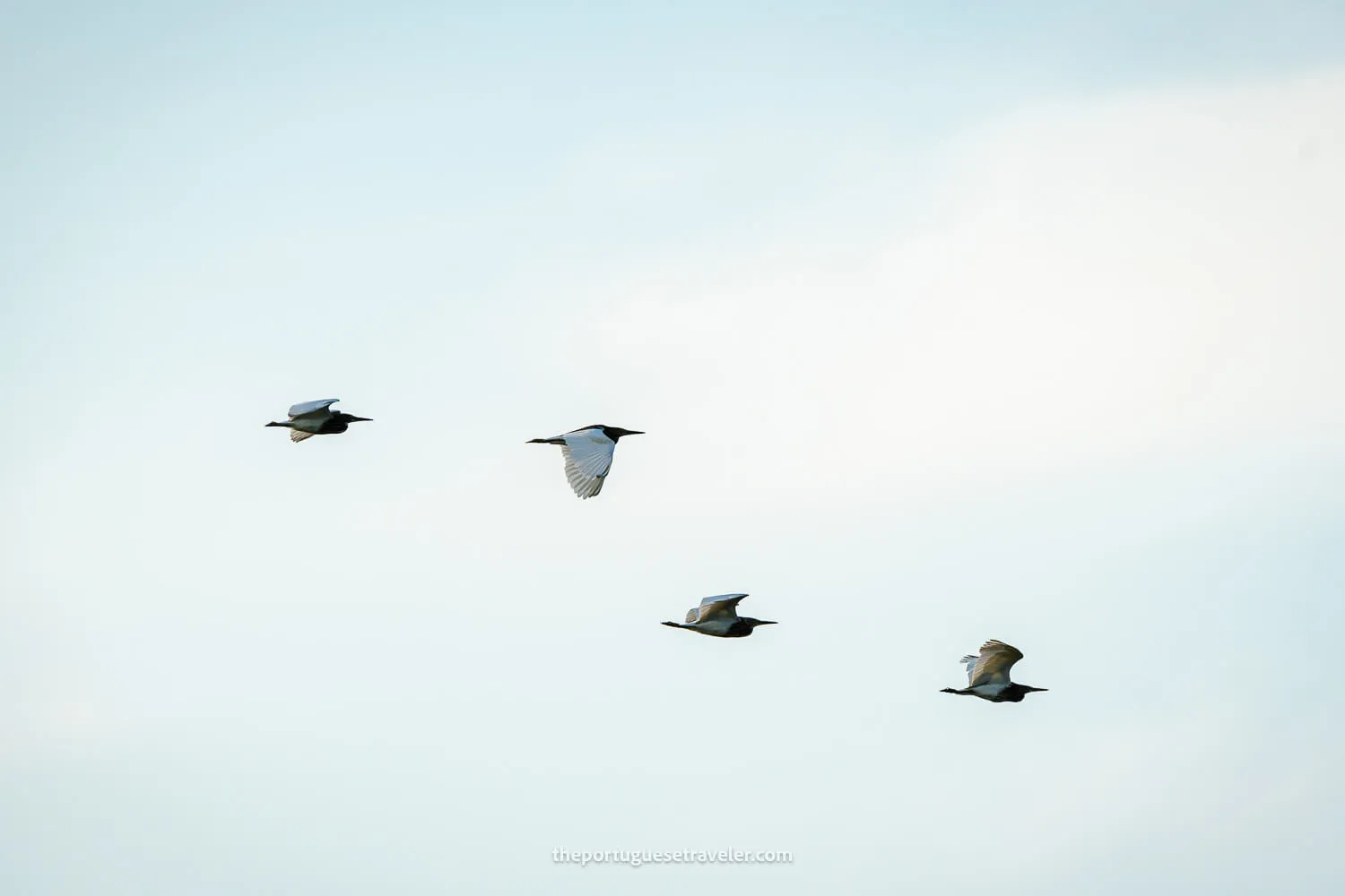 Possibly Indian Pond Herons flying over Yala National Park