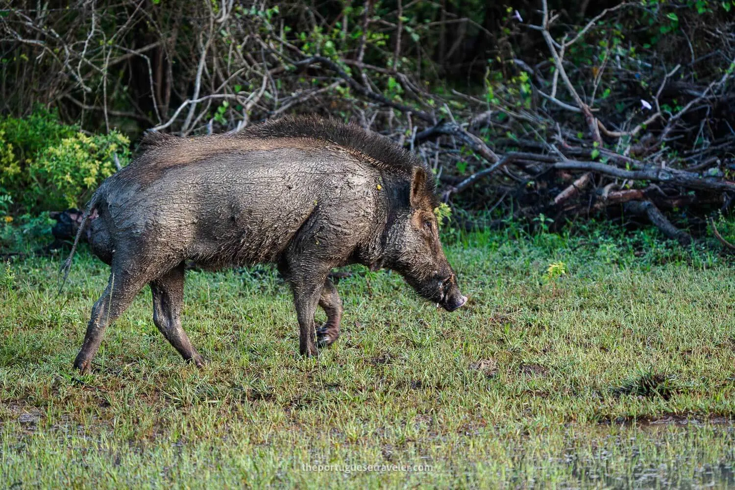 A Wild Boar at the Yala National Park