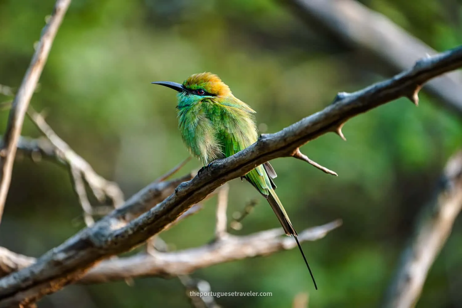 An Asian green bee-eater in Yala National Park