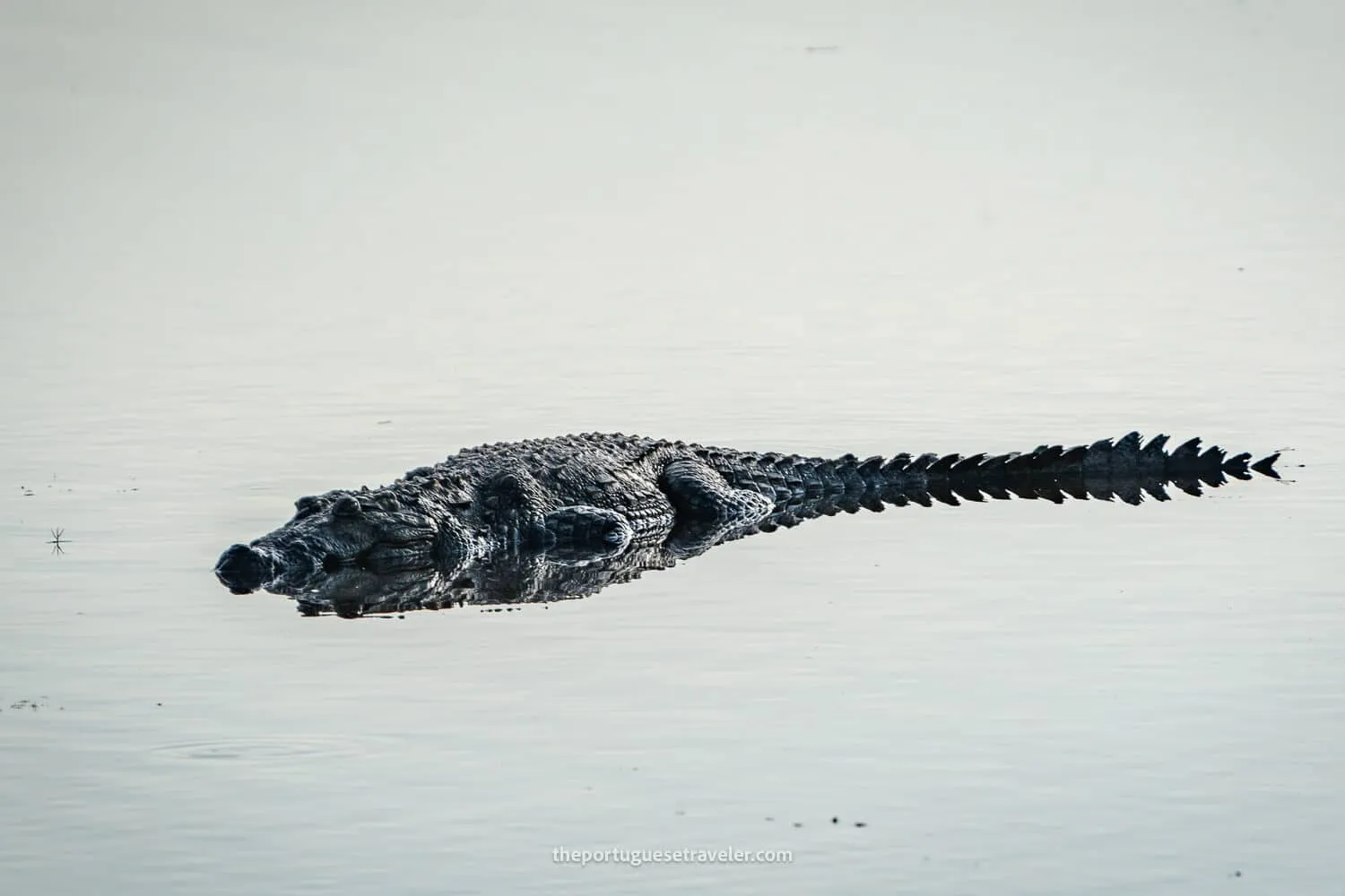 A Saltwater crocodile, at the Yala National Park