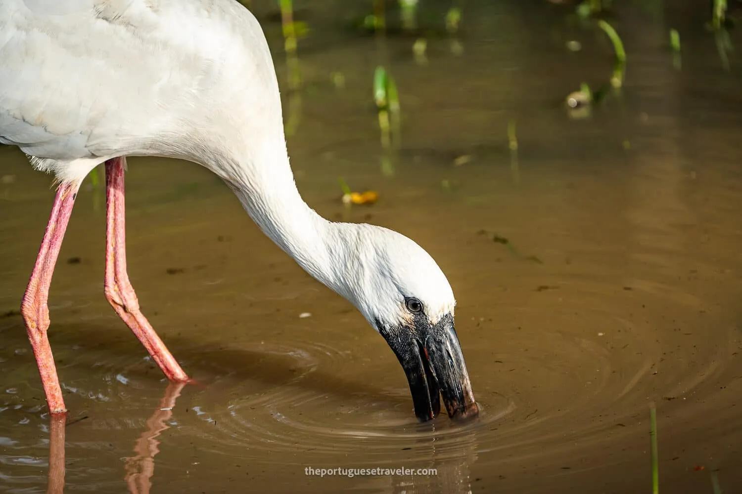 A Painted Storch in Yala National Park