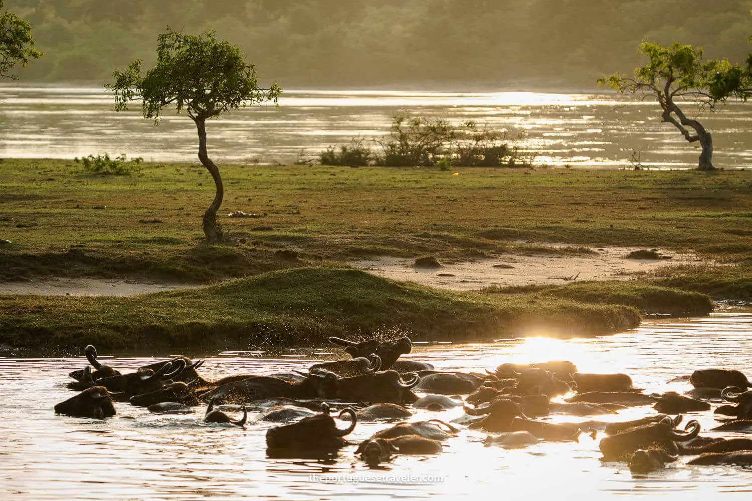 A herd of water buffalos inside a lake at the Yala National Park
