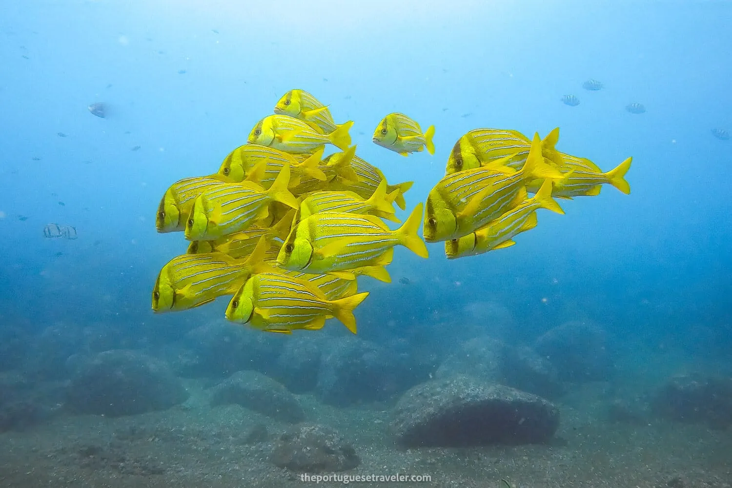 A School of Yellow Grunt