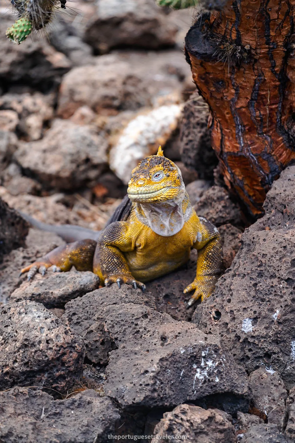 A land based iguana in South Seymour island