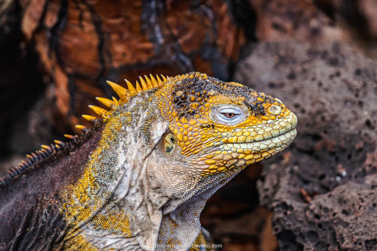 The details of a land based iguana in Baltra Island - Galapagos Rules