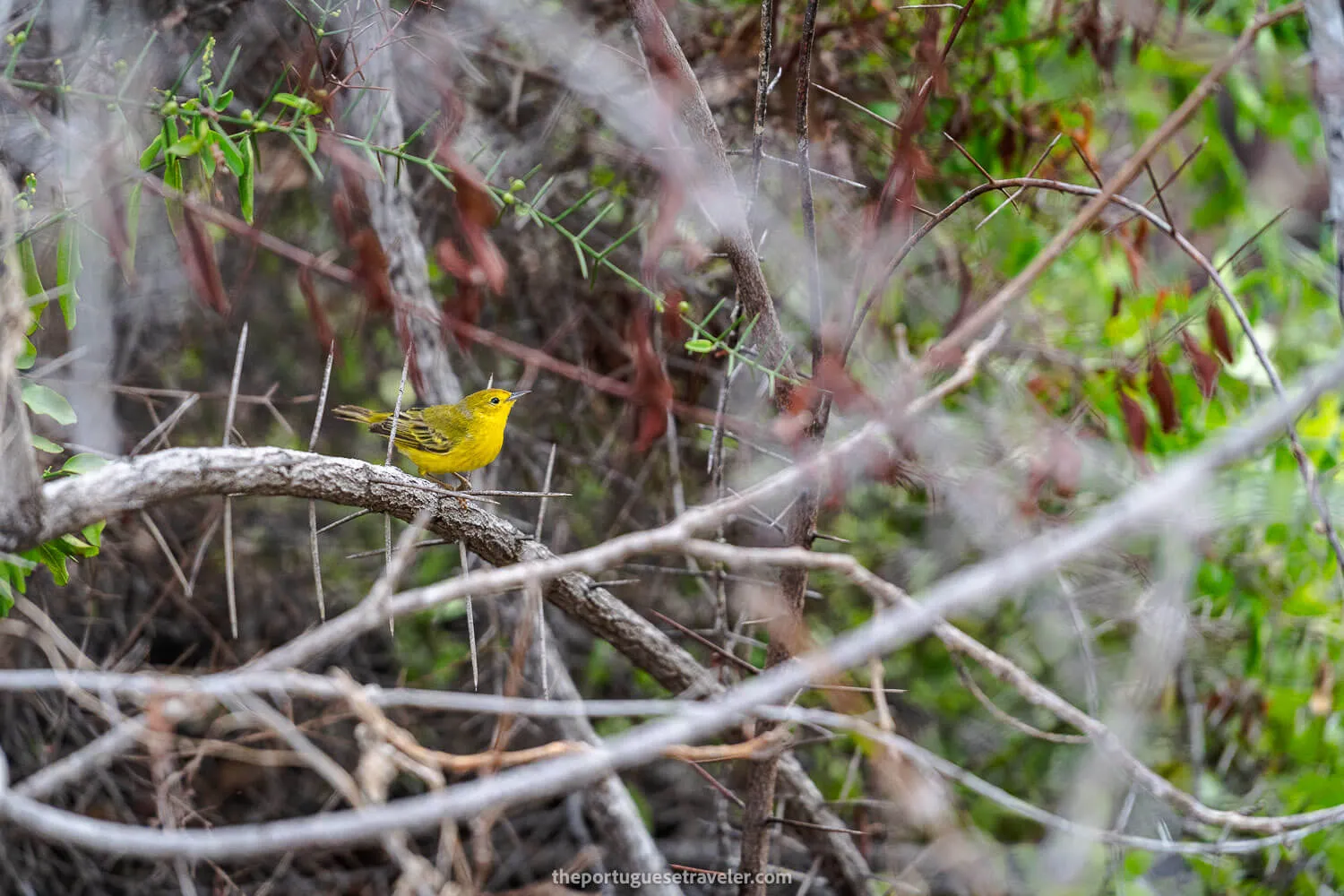 A Galapagos Yellow Wrabler
