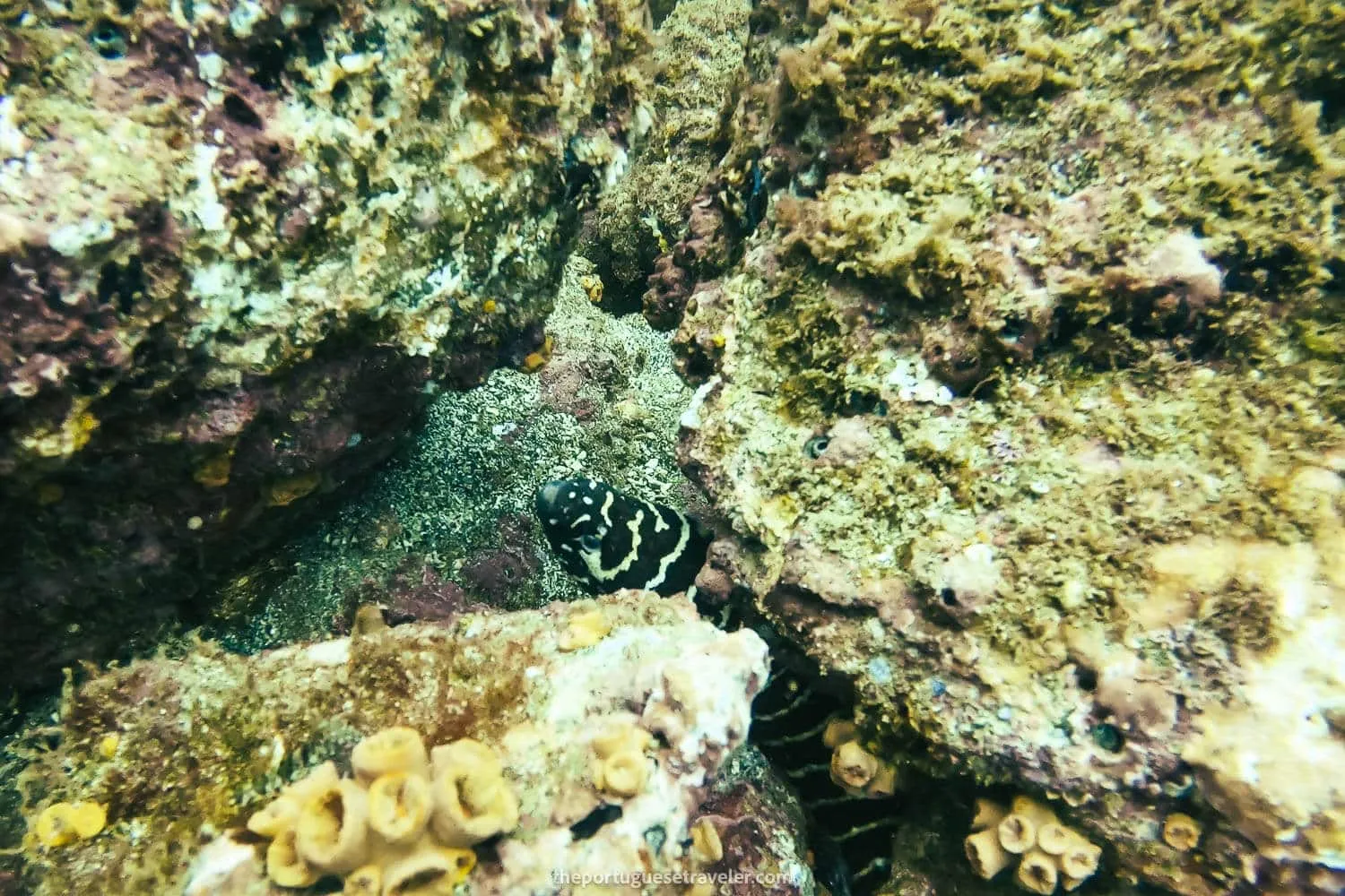 A Zebra moray eel at El Acuario